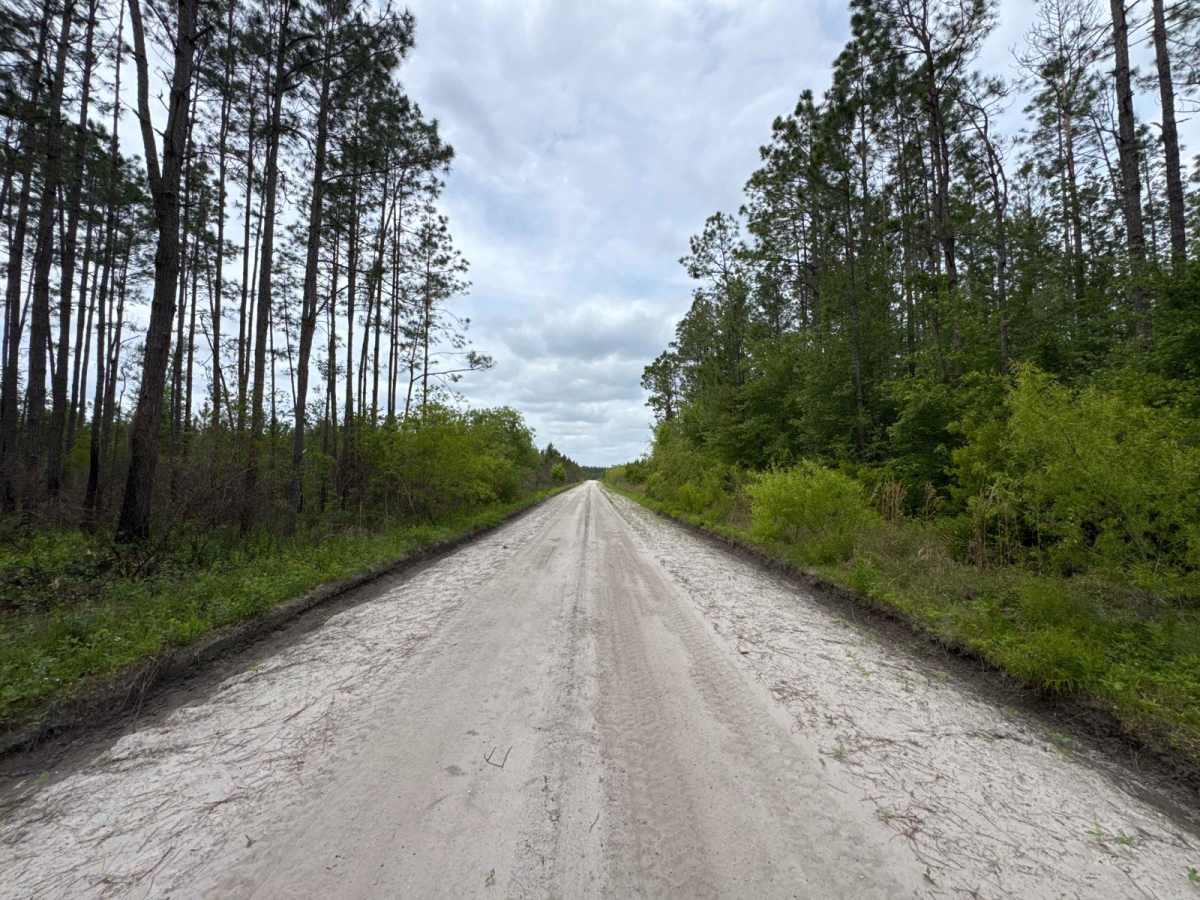 North East Needmore Road - Osceola NF photo 4