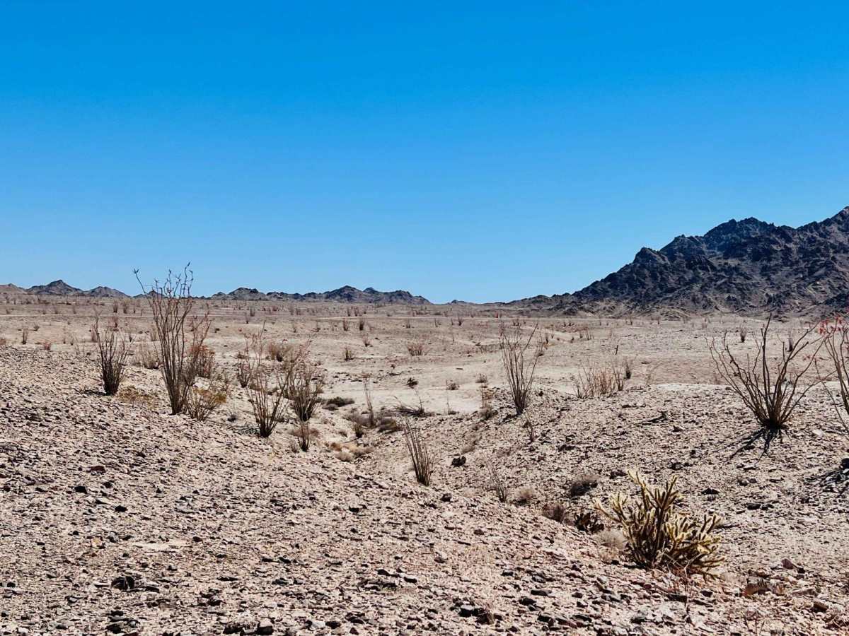 Ocotillo Out and Back 661 photo 5