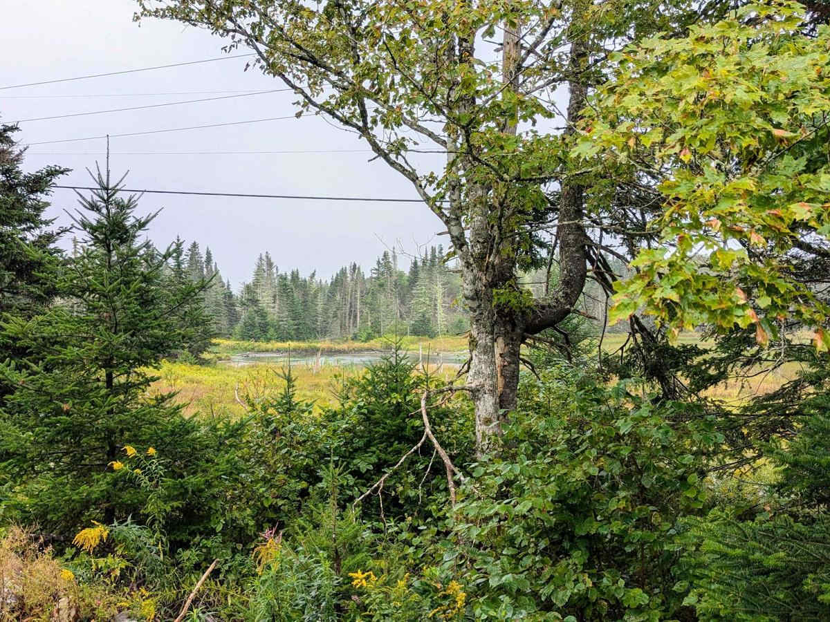 Browns Mountain Road photo 6