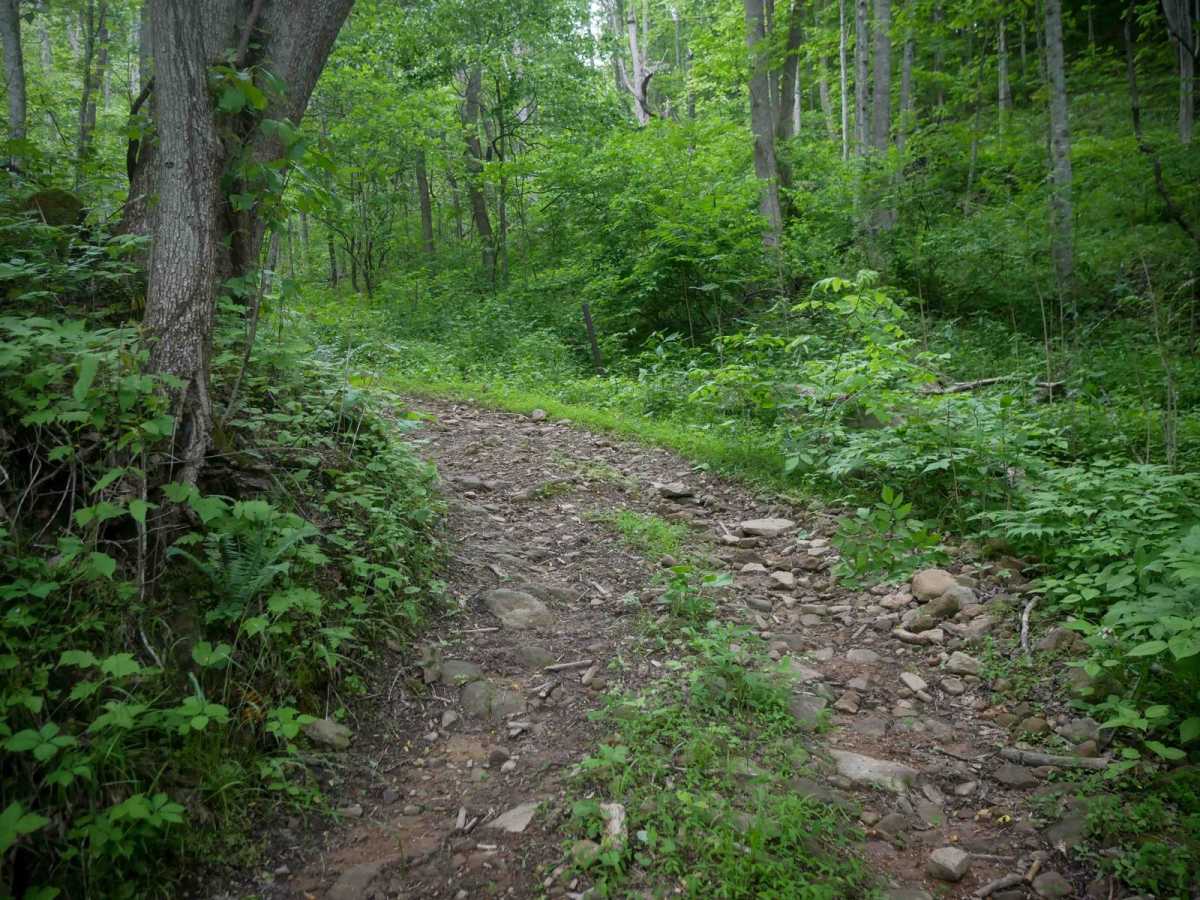 MV73 trail photo