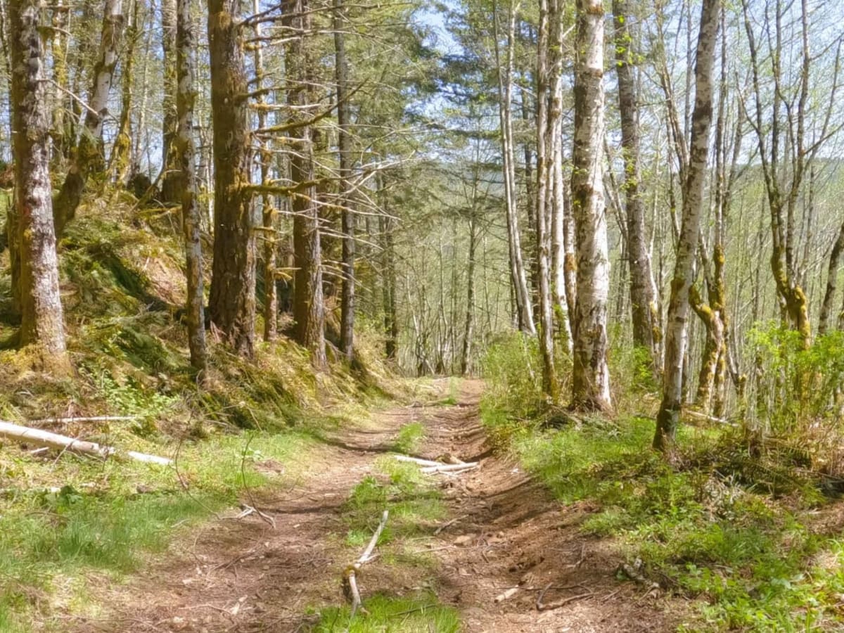 Zig Zag Trail photo 2