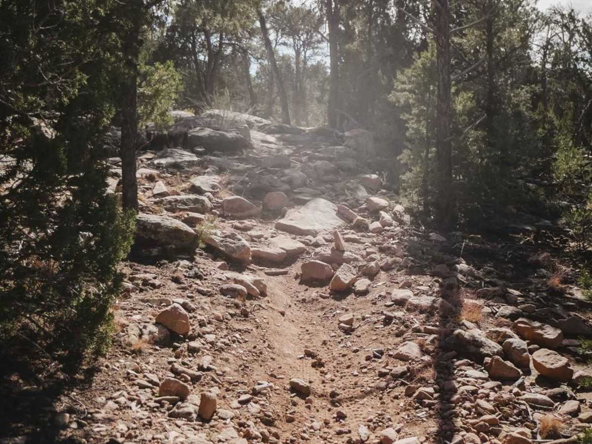 Coyote Split photo 3