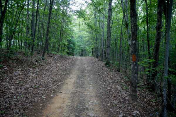 Piney