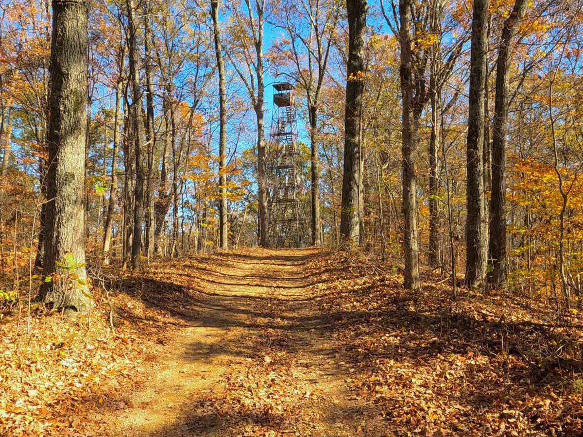 South Forest Road trail photo