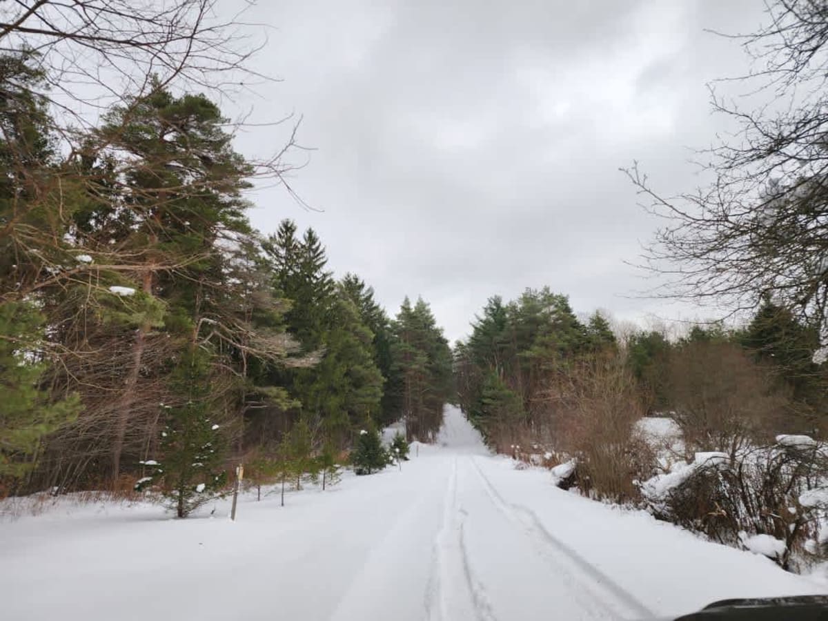 Albert J Woodward Memorial Forest Traverse photo 3