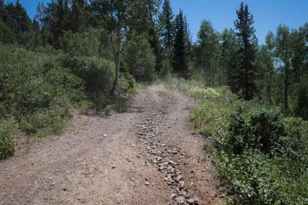 Burchertt Spring #5236 