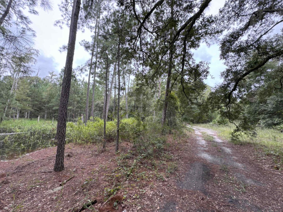 Ocala National Forest 24ST 3.2A photo 2