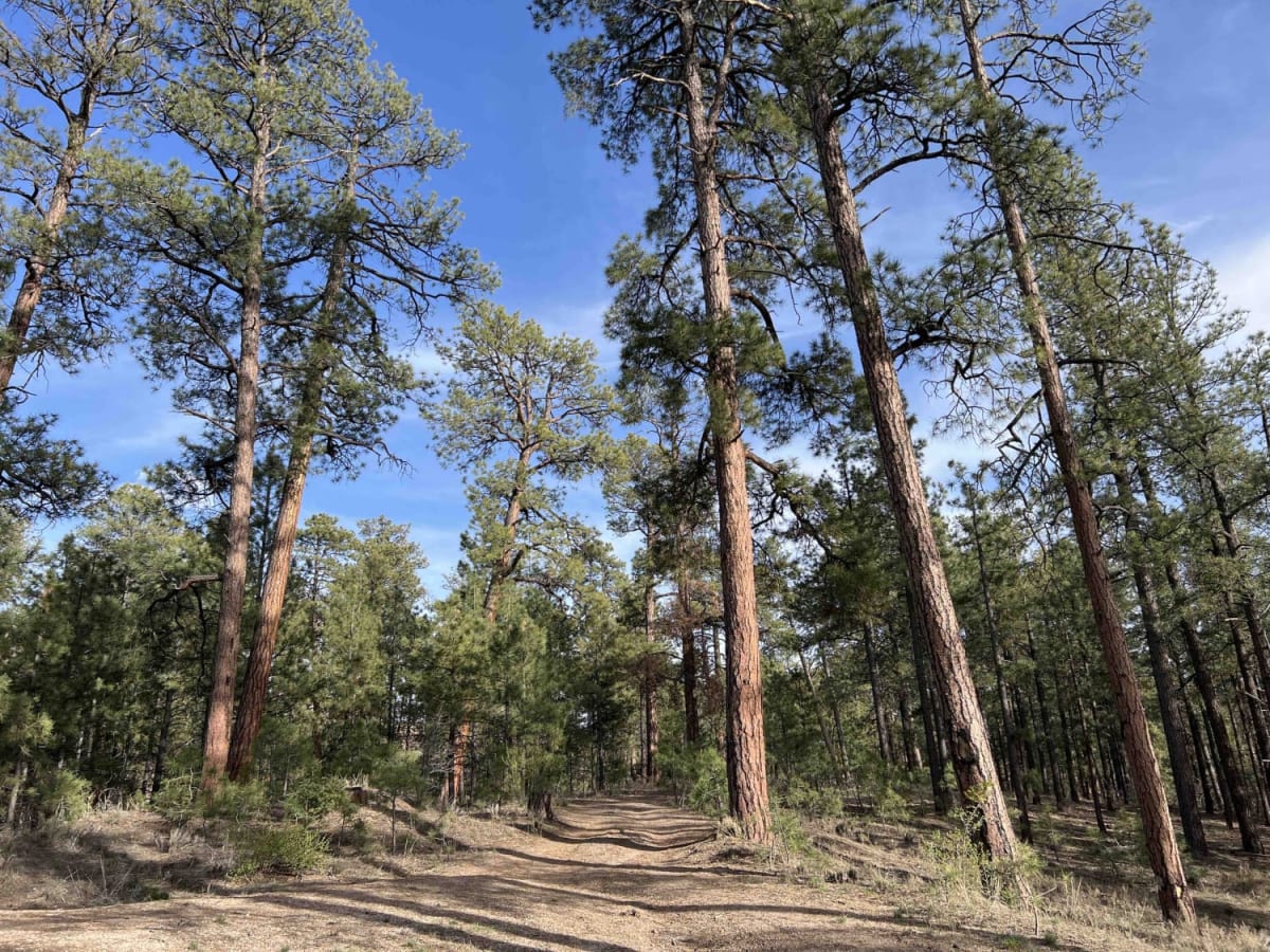 Forest Service Road 10 photo 6