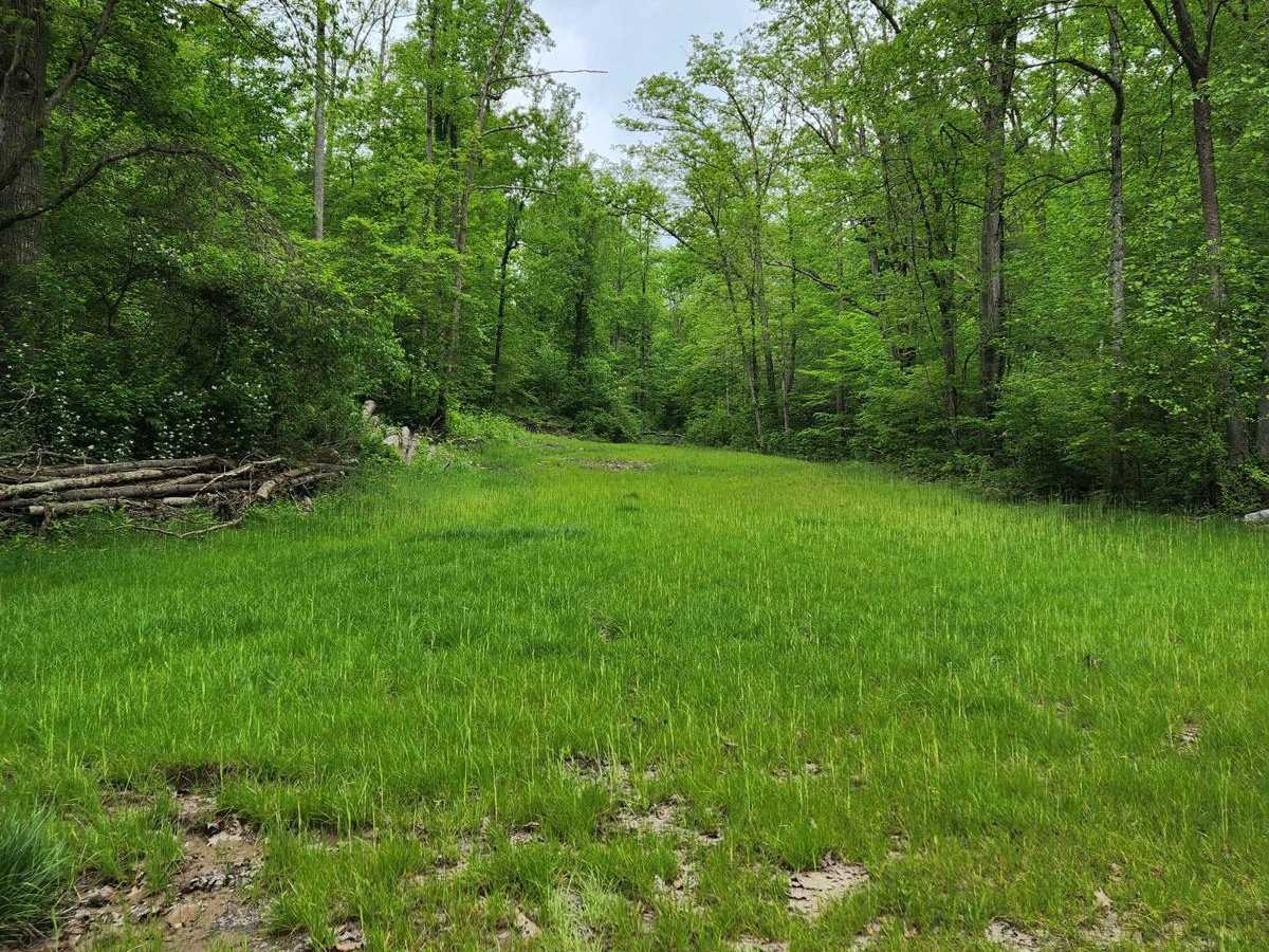 Forest Road 16 photo 2