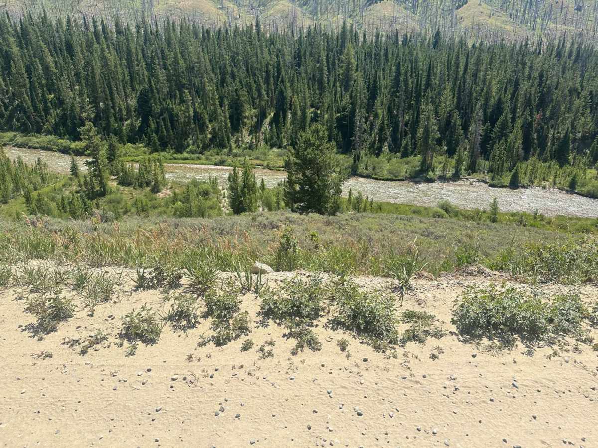 Jack Pine Base photo 3