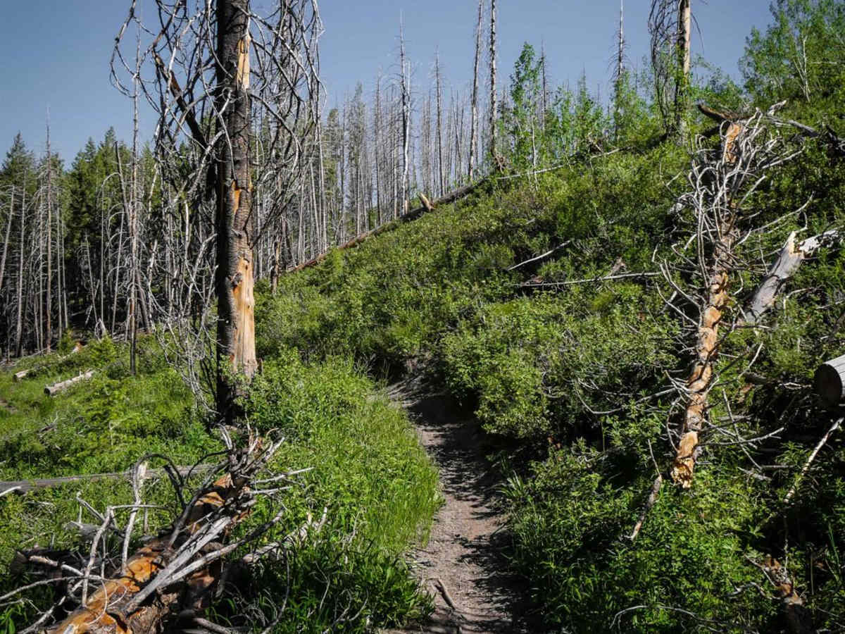 Mahoney - Lodgepole Connector photo 6