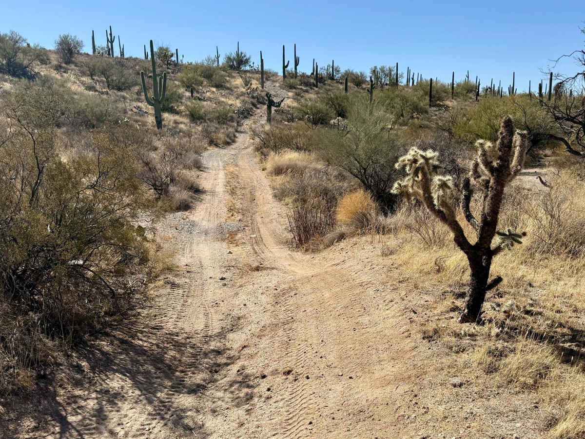 Palo Verde Pinstripes photo 4