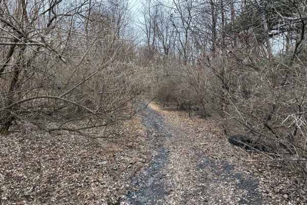 Locust Gap 25