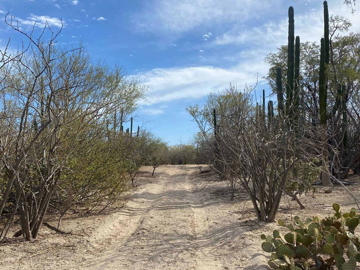 South of Los Planes trail photo