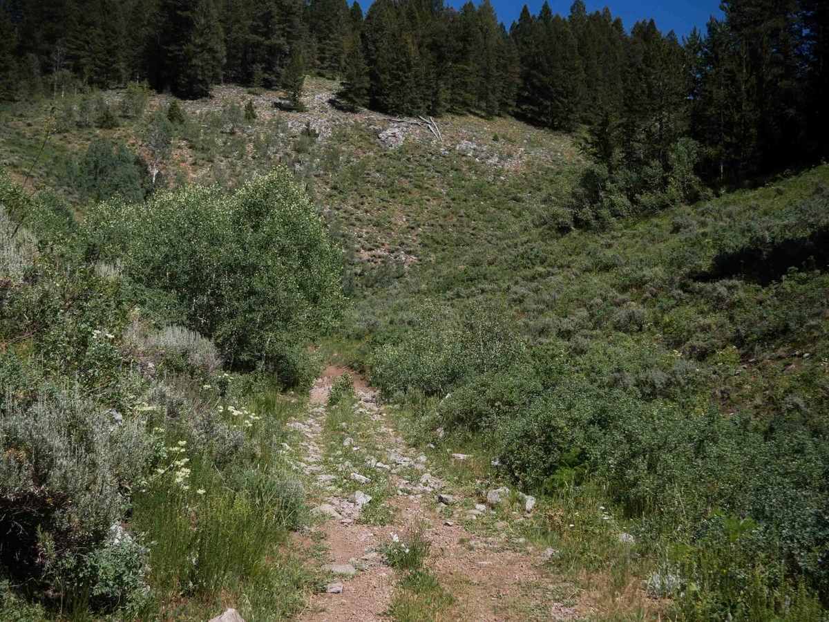 Meadow - Sadie Springs #5225  photo 2