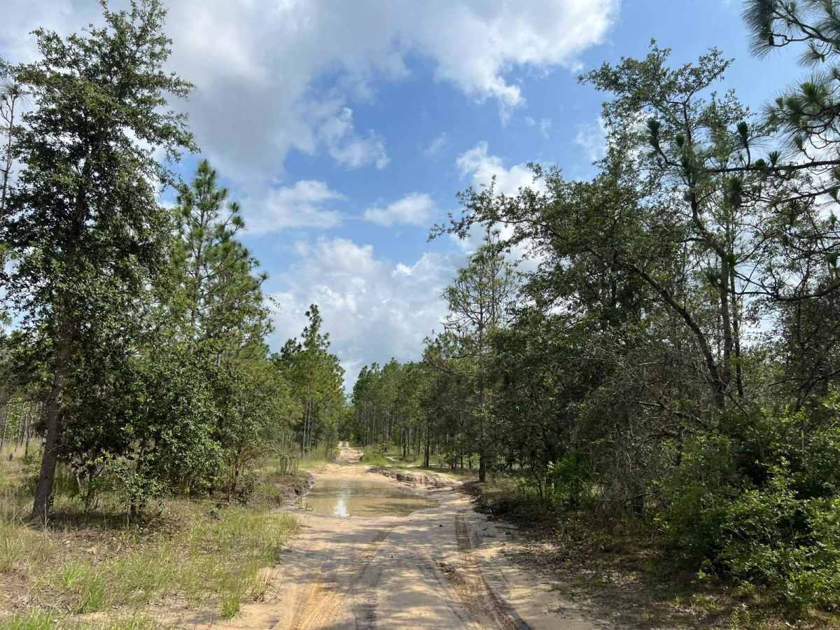 Citrus Wildlife Management | Trail 15 PT.2 photo 6