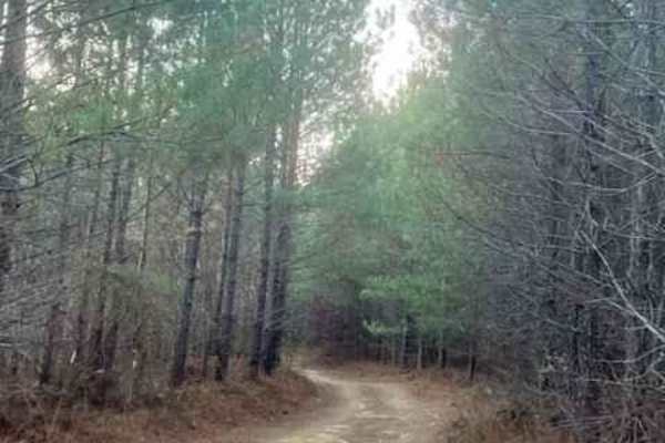 Coalmont Trail 11 Green