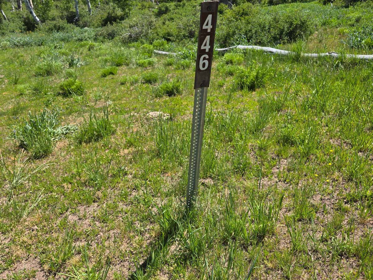 FSR 446 & 439 loop off of 440 trail photo