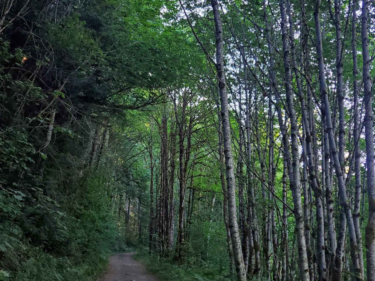 Road to Zigzag Mountain Hiking Trail photo 6