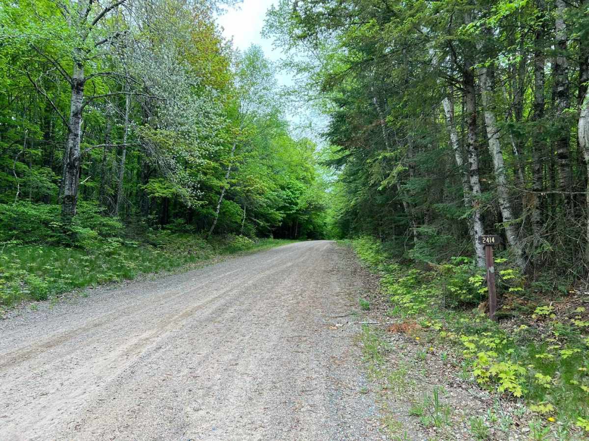 Giant Pine FR 2414 photo 3