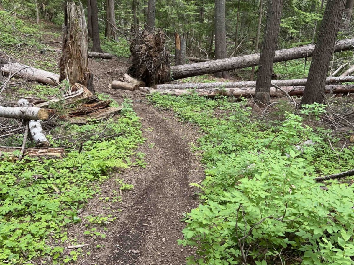 Beefcamp trail photo