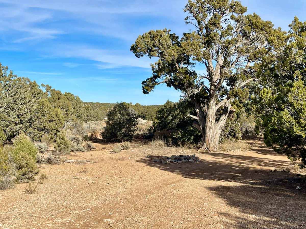 1621C Ruts and Junipers photo 4
