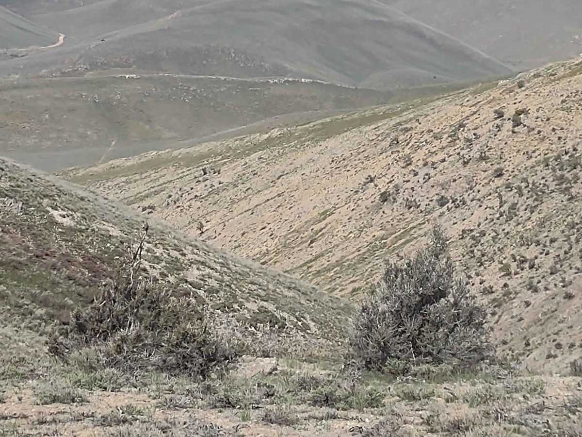 Hammond Canyon to Appendicitis Hill trail photo