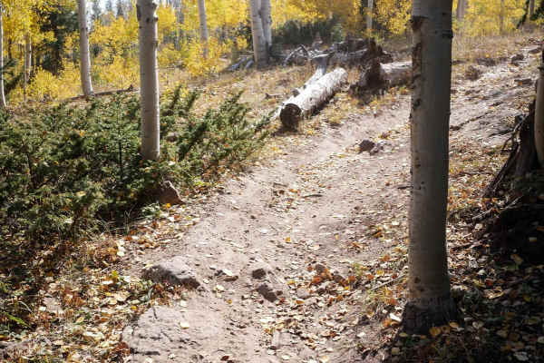 Forest Fence