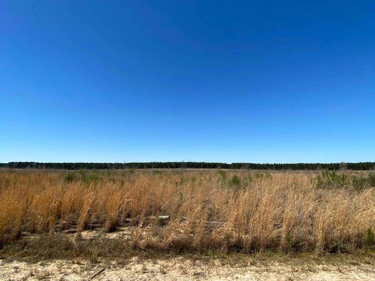 Jackson Parish Line Trail photo 2