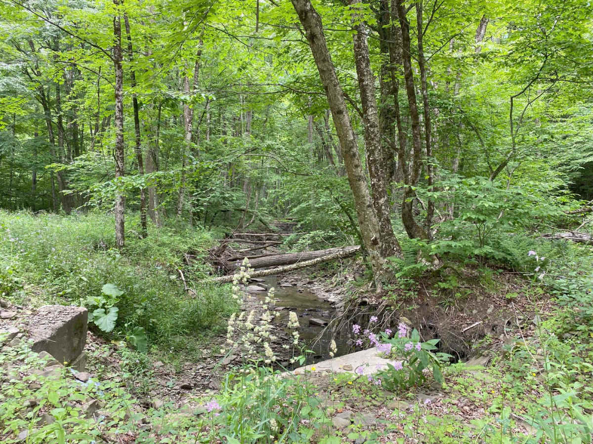 Kennedy State Forest photo 5