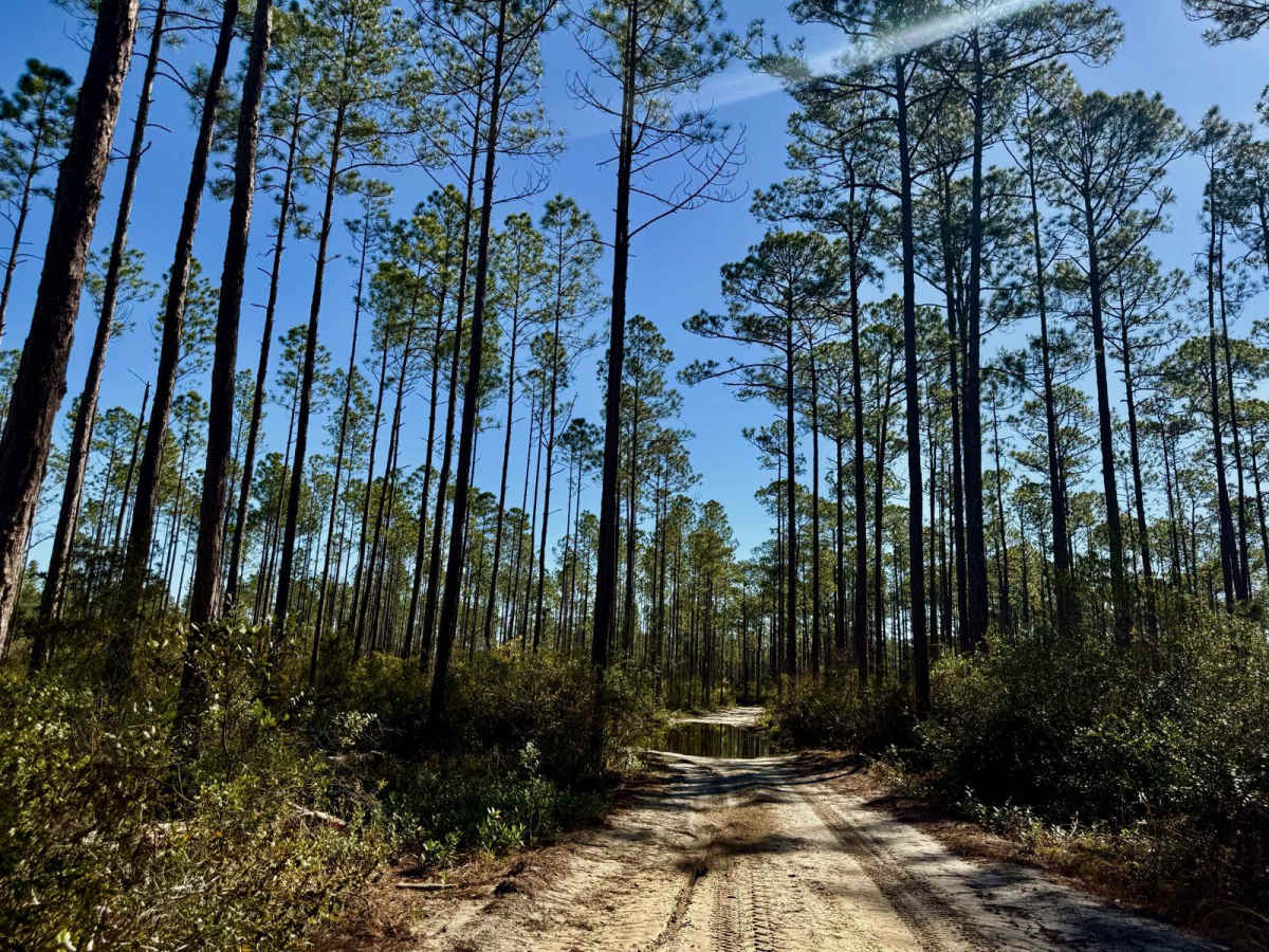 Forest Road 360-A photo 4