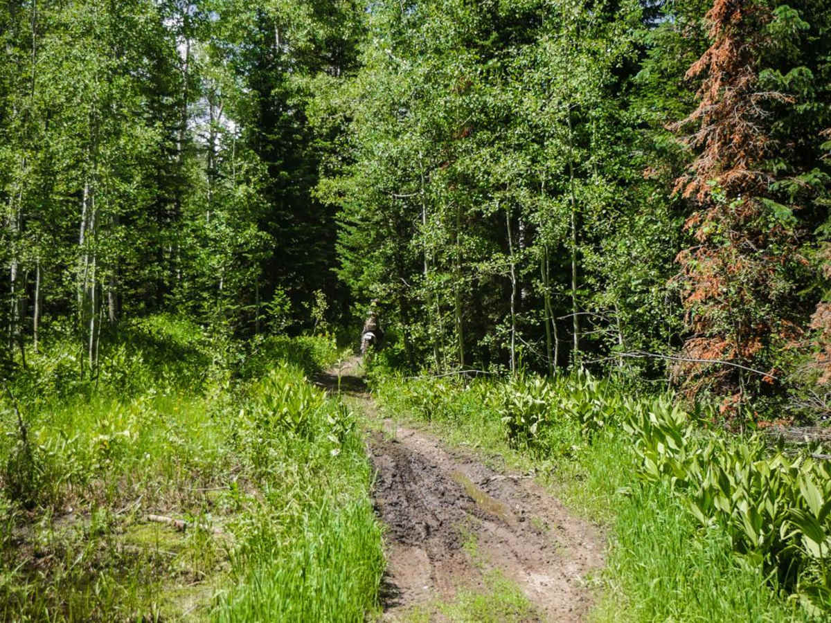 Nipple Peak ATV Trail photo 5
