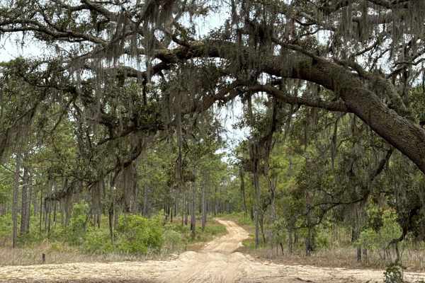 Ocala National Forest 63