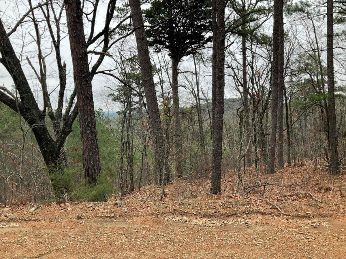 Tall Cedar Trail photo 4