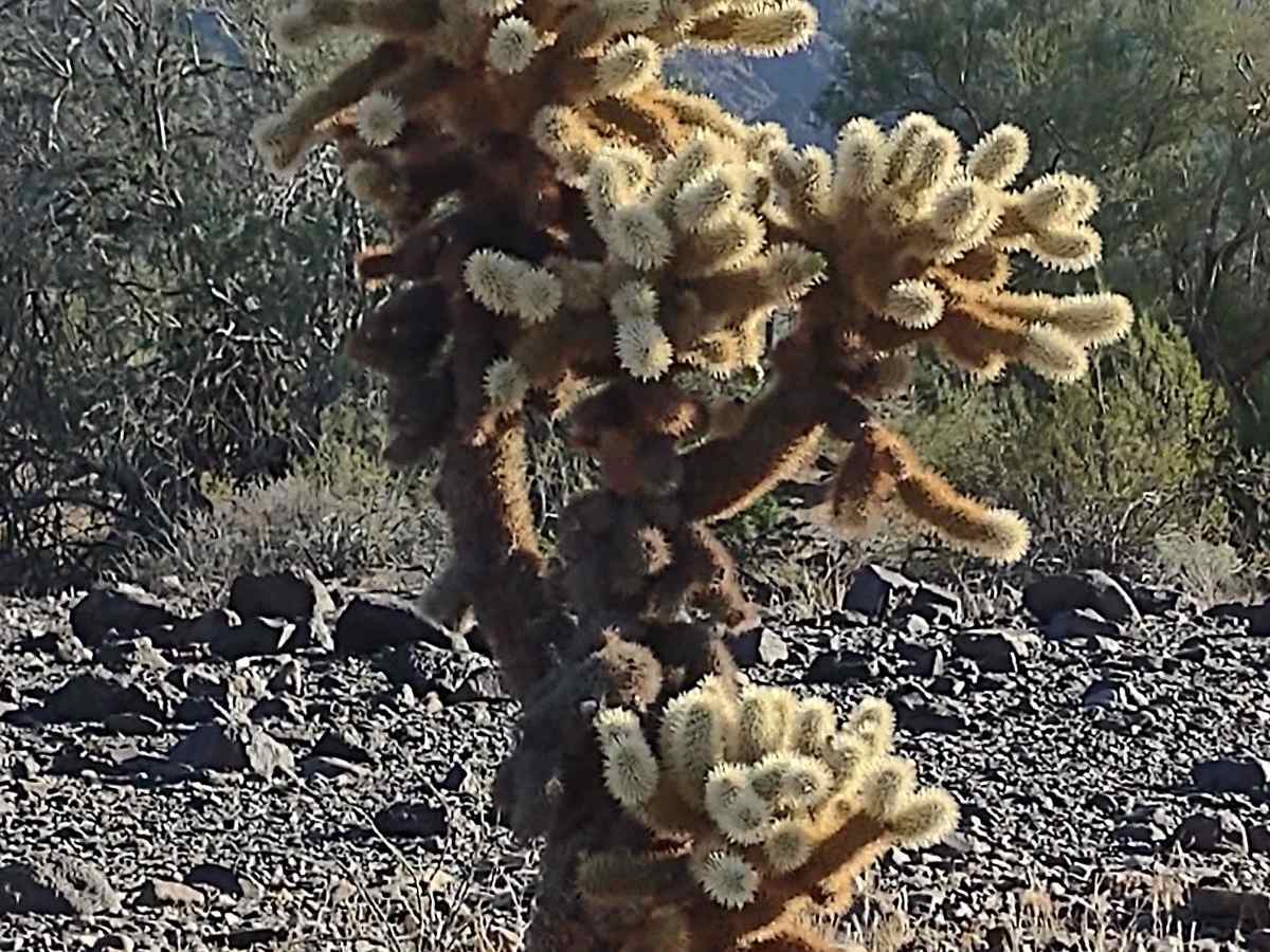 Granite Mountain Loop photo 3