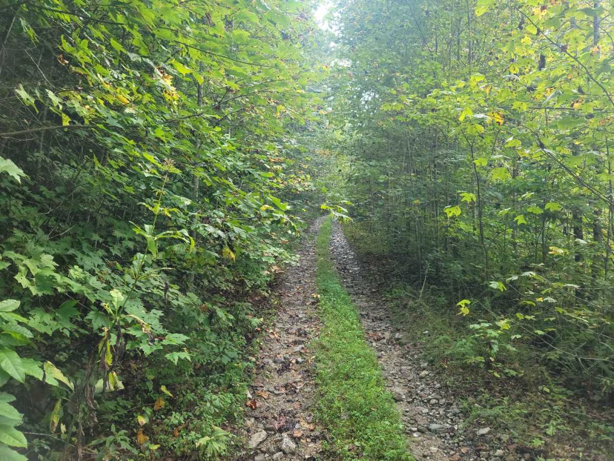 G21 - Skinned Ash Creek photo 3