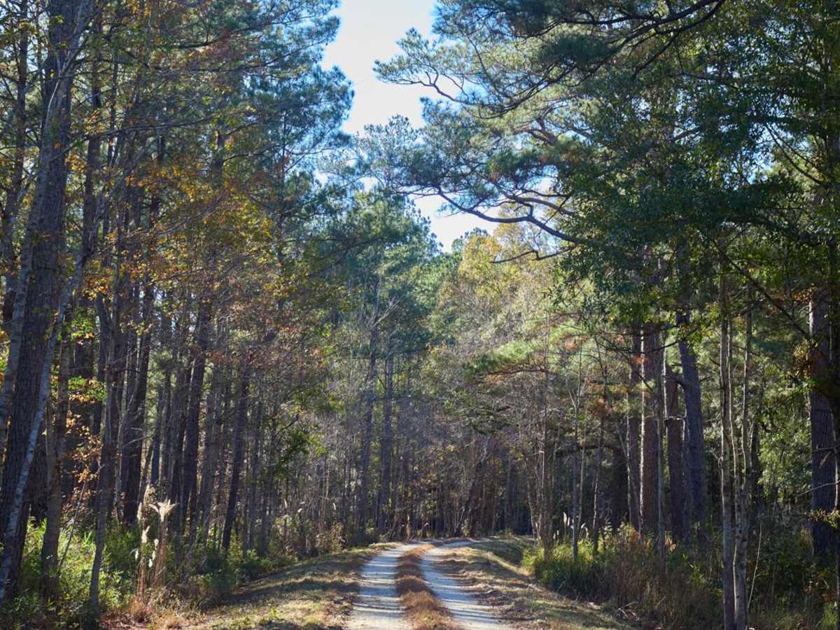 Murrell Tract - Part 1 - FSR 220 photo 2