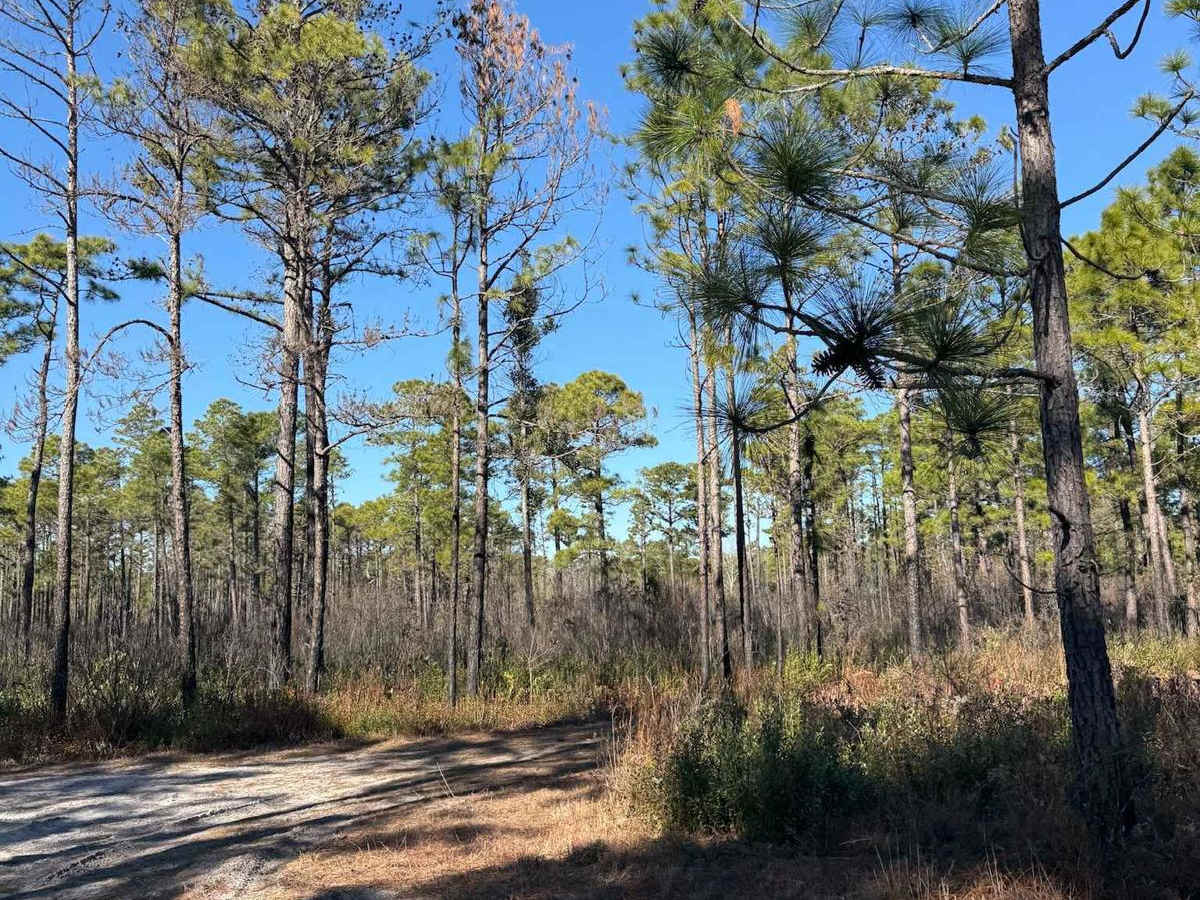 Pettiford Creek Trail 1 photo 2