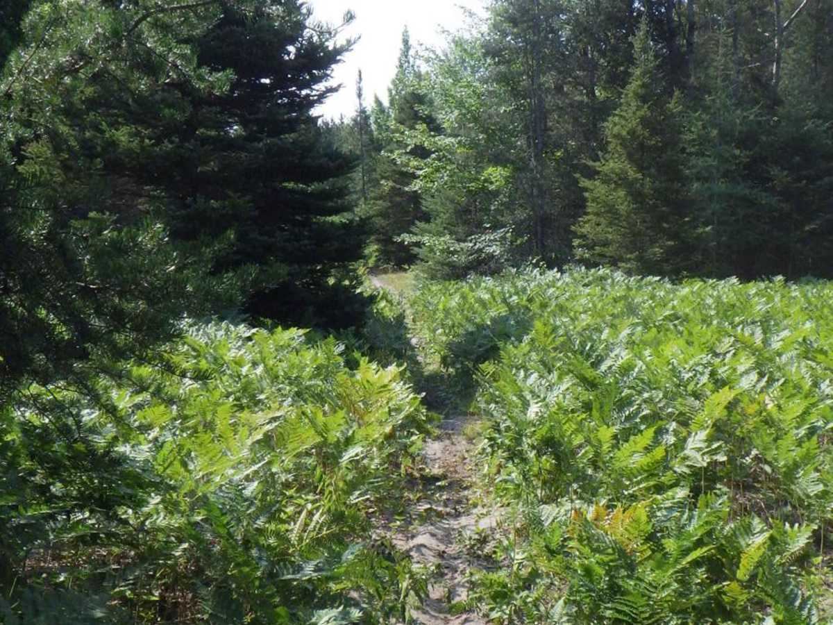 Foreman Lake Motorcycle Trail photo 2