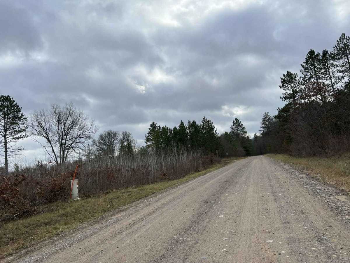 White Birch/ Firelane Road photo 6