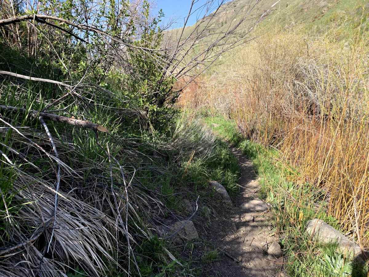 Third Fork photo 5