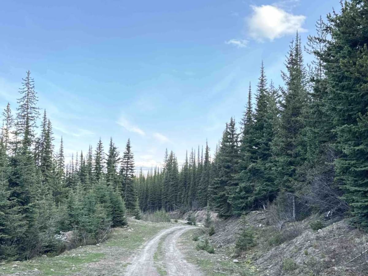 Lean To Forest Service Road photo 6