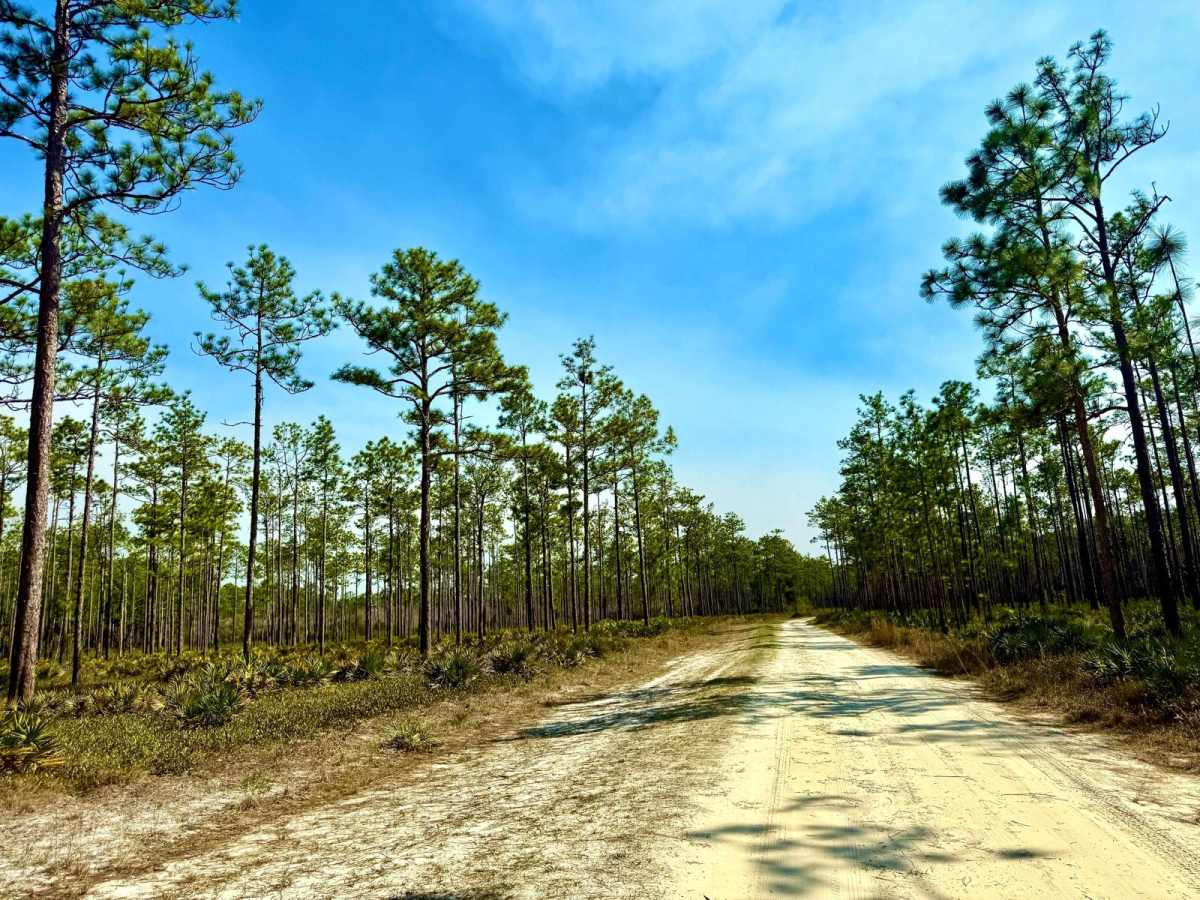 Forest Road 367 photo 5