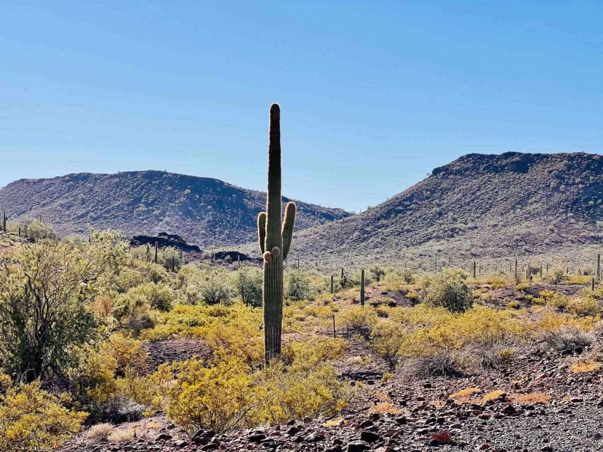 Ocotillo Side Route photo 3