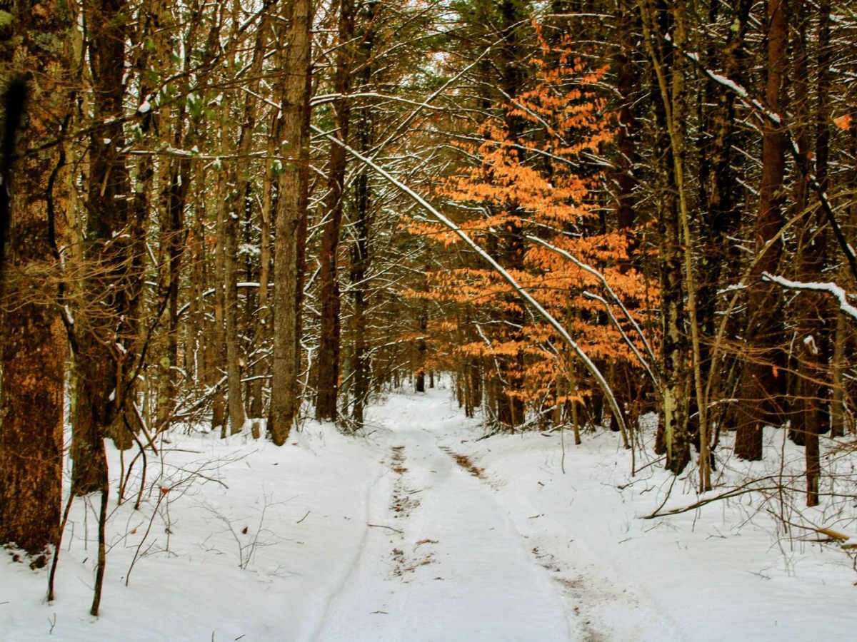 Dead Fall Alley photo 4