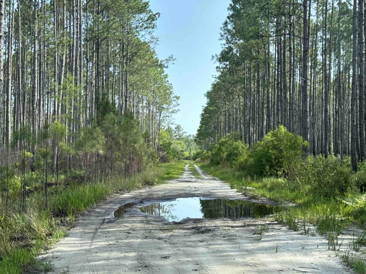 Warren Bluff Road photo 4
