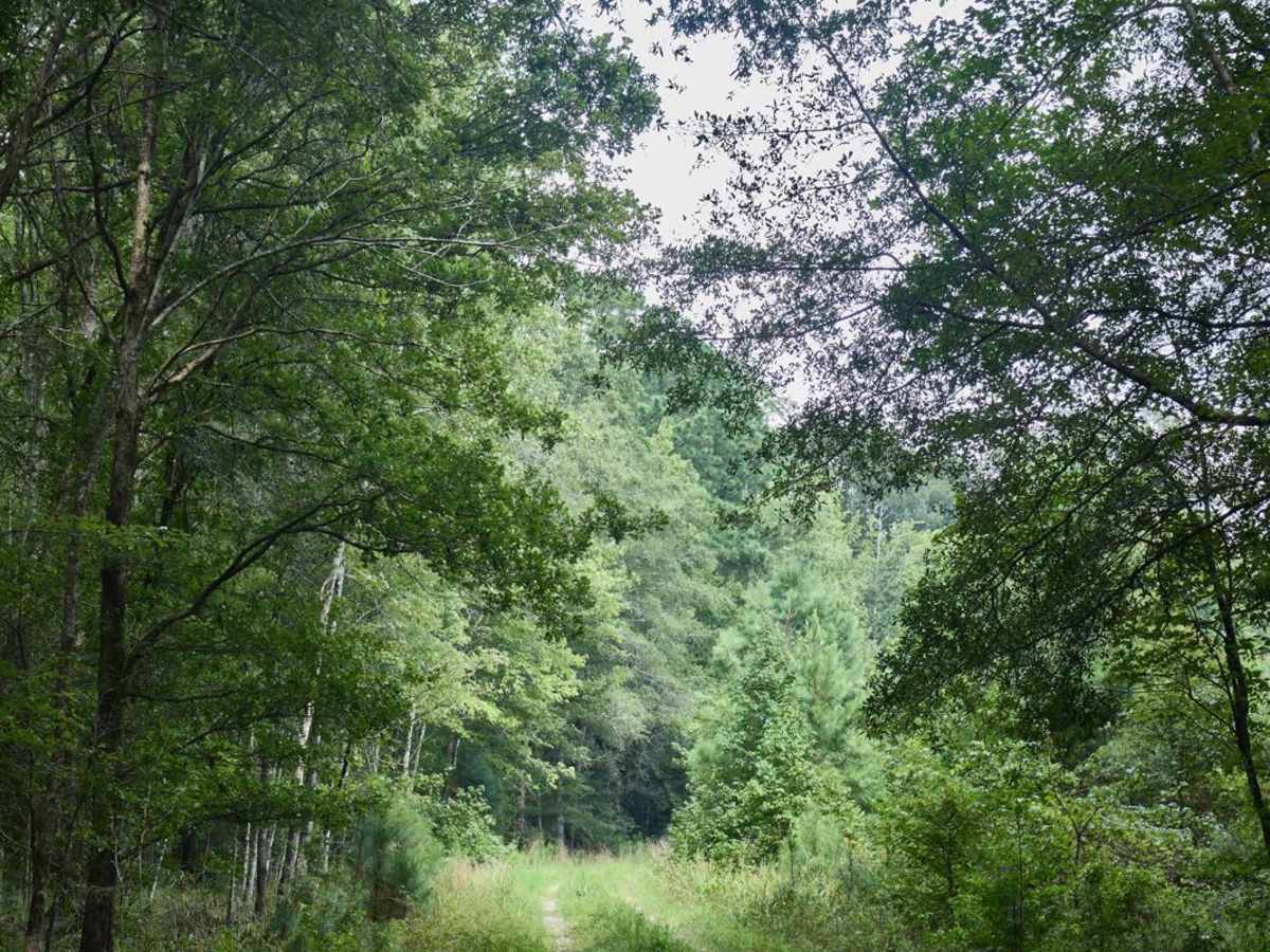 Killian Swamp Road photo 4