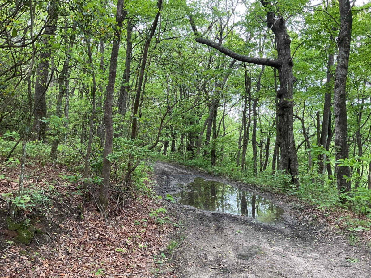 Amicalola Creek - FS 46 photo 3