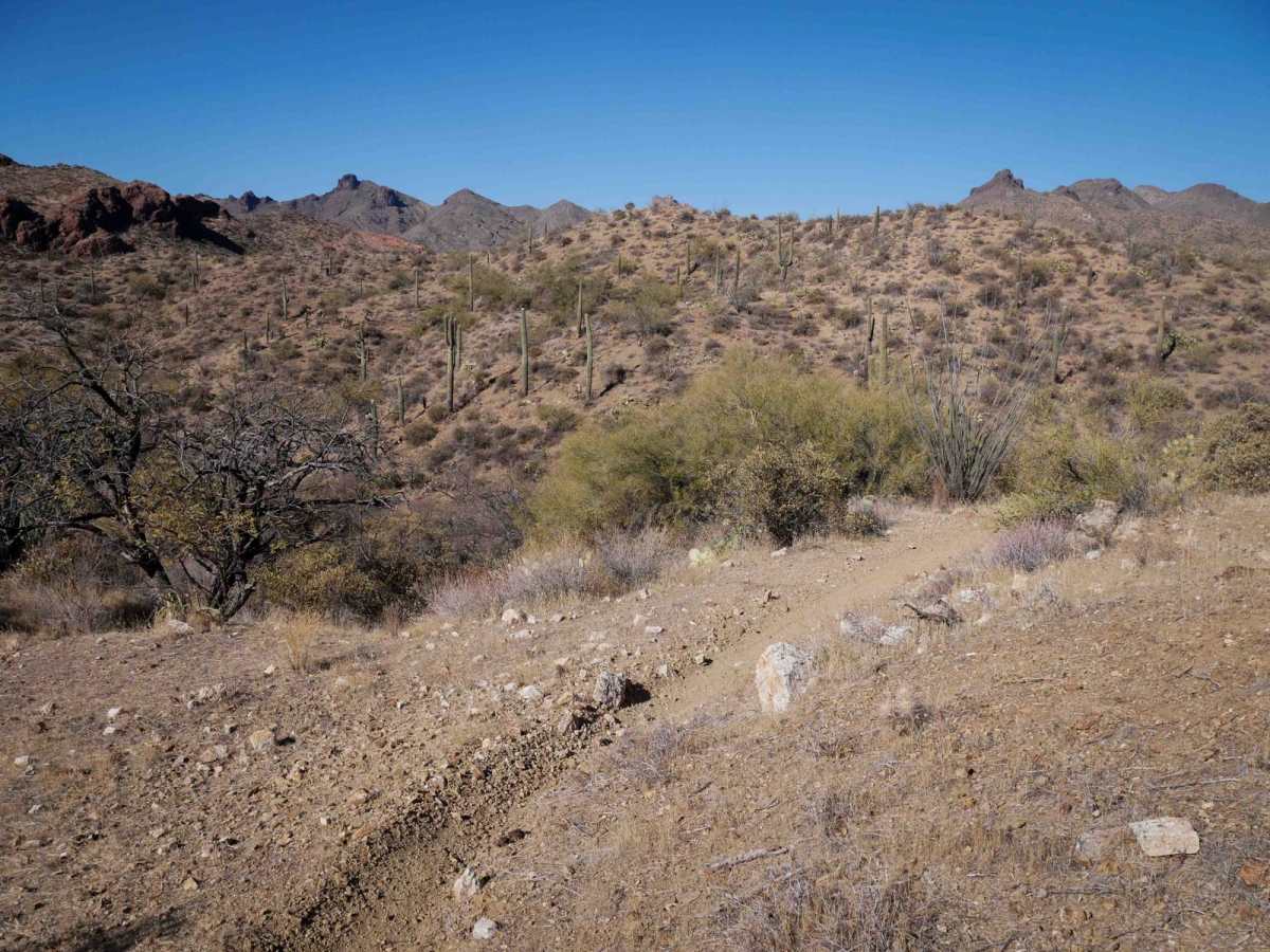Desert Singletrack photo 2