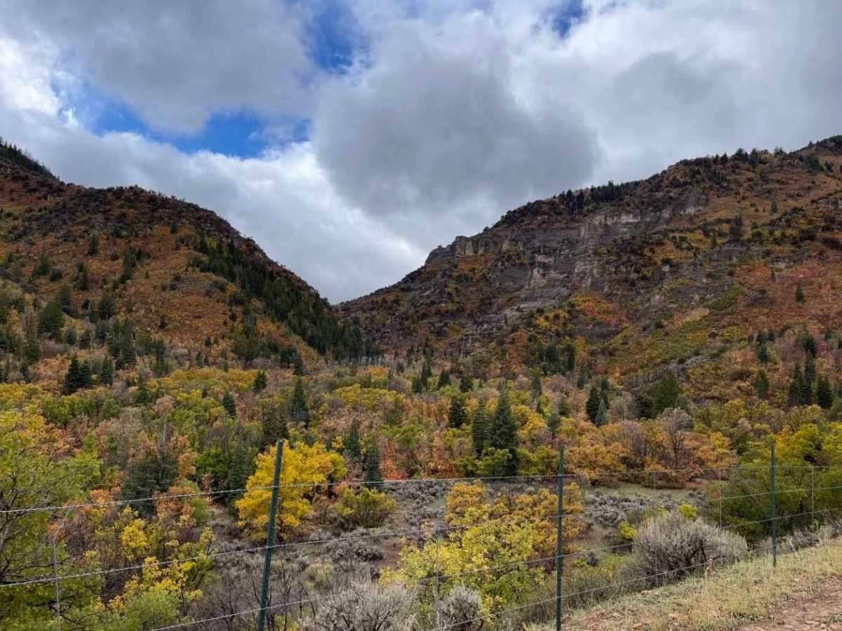 Log Canyon photo 2